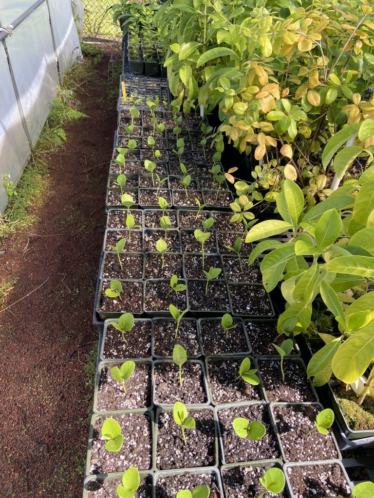 Greenhouse seedlings