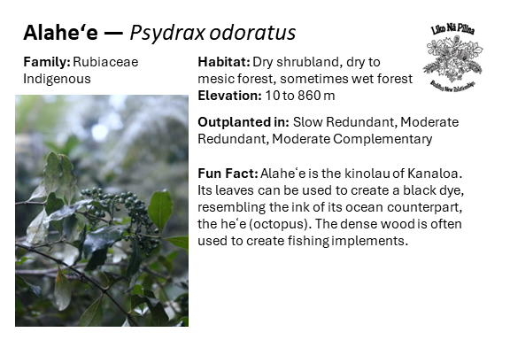 Alaheʻe — Psydrax odoratus Family: Rubiaceae Indigenous Habitat: Dry shrubland, dry to mesic forest, sometimes wet forest Elevation: 10 to 860 m Outplanted in: Slow Redundant, Moderate Redundant, Moderate Complementary Fun Fact: Alaheʻe is the kinolau of Kanaloa. Its leaves can be used to create a black dye, resembling the ink of its ocean counterpart, the heʻe (octopus). The dense wood is often used to create fishing implements.