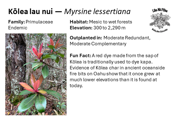 Kōlea lau nui — Myrsine lessertiana Family: Primulaceae Endemic Habitat: Mesic to wet forests Elevation: 300 to 2,290 m Outplanted in: Moderate Redundant, Moderate Complementary Fun Fact: A red dye made from the sap of Kōlea is traditionally used to dye kapa. Evidence of Kōlea char in ancient oceanside fire bits on Oahu show that it once grew at much lower elevations than it is found at today.