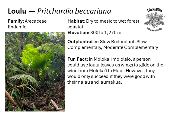 Loulu — Pritchardia beccariana Family: Arecaceae Endemic Habitat: Dry to mesic to wet forest, coastal Elevation: 300 to 1,270 m Outplanted in: Slow Redundant, Slow Complementary, Moderate Complementary Fun Fact: In Molokaʻi moʻolelo, a person could use loulu leaves as wings to glide on the wind from Molokaʻi to Maui. However, they would only succeed if they were good with their naʻau and ʻaumakua.