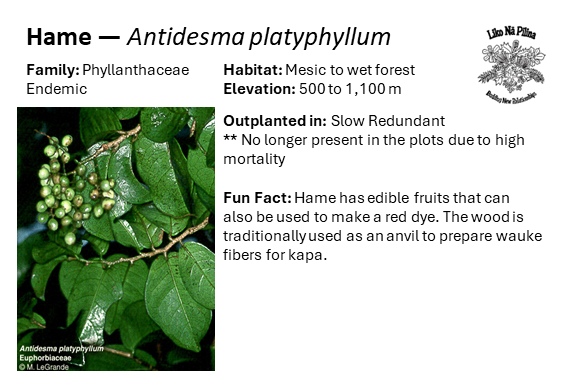 Hame — Antidesma platyphyllum Family: Phyllanthaceae Endemic Habitat: Mesic to wet forest Elevation: 500 to 1,100 m Outplanted in: Slow Redundant ** No longer present in the plots due to high mortality Fun Fact: Hame has edible fruits that can also be used to make a red dye. The wood is traditionally used as an anvil to prepare wauke fibers for kapa.