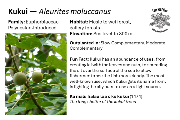 Kukui — Aleurites moluccanus Family: Euphorbiaceae Polynesian-Introduced Habitat: Mesic to wet forest, gallery forests Elevation: Sea level to 800 m Outplanted in: Slow Complementary, Moderate Complementary Fun Fact: Kukui has an abundance of uses, from creating lei with the leaves and nuts, to spreading the oil over the surface of the sea to allow fishermen to see the fish more clearly. The most well-known use, which Kukui gets its name from, is lighting the oily nuts to use as a light source. Ka malu hālau loa o ke kukui (1474) The long shelter of the kukui trees