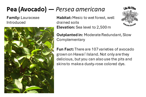 Pea (Avocado) — Persea americana Family: Lauraceae Introduced Habitat: Mesic to wet forest, well drained soils Elevation: Sea level to 2,500 m Outplanted in: Moderate Redundant, Slow Complementary Fun Fact: There are 107 varieties of avocado grown on Hawaiʻi Island. Not only are they delicious, but you can also use the pits and skins to make a dusty-rose colored dye.