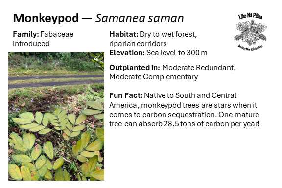 Monkeypod — Samanea saman Family: Fabaceae Introduced Habitat: Dry to wet forest, riparian corridors Elevation: Sea level to 300 m Outplanted in: Moderate Redundant, Moderate Complementary Fun Fact: Native to South and Central America, monkeypod trees are stars when it comes to carbon sequestration. One mature tree can absorb 28.5 tons of carbon per year!