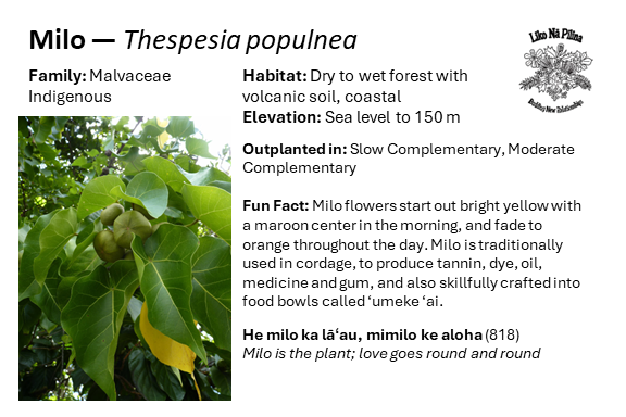 Milo — Thespesia populnea Family: Malvaceae Indigenous Habitat: Dry to wet forest with volcanic soil, coastal Elevation: Sea level to 150 m Outplanted in: Slow Complementary, Moderate Complementary Fun Fact: Milo flowers start out bright yellow with a maroon center in the morning, and fade to orange throughout the day. Milo is traditionally used in cordage, to produce tannin, dye, oil, medicine and gum, and also skillfully crafted into food bowls called ‘umeke ‘ai. He milo ka lāʻau, mimilo ke aloha (818) Milo is the plant; love goes round and round