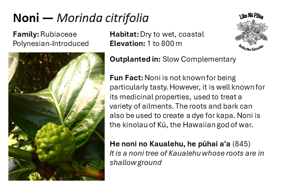 Noni — Morinda citrifolia Family: Rubiaceae Polynesian-Introduced Habitat: Dry to wet, coastal Elevation: 1 to 800 m Outplanted in: Slow Complementary Fun Fact: Noni is not known for being particularly tasty. However, it is well known for its medicinal properties, used to treat a variety of ailments. The roots and bark can also be used to create a dye for kapa. Noni is the kinolau of Kū, the Hawaiian god of war. He noni no Kaualehu, he pūhai aʻa (845) It is a noni tree of Kaualehu whose roots are in shallow ground