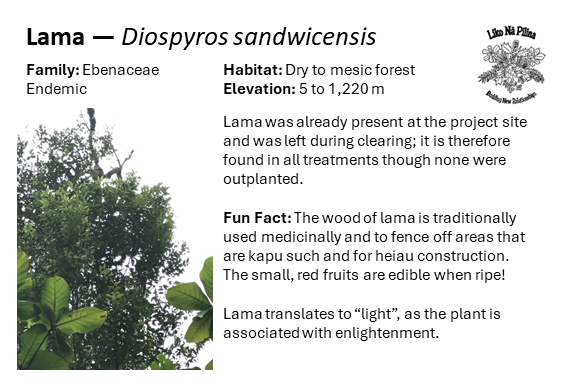 Lama — Diospyros sandwicensis Family: Ebenaceae Endemic Habitat: Dry to mesic forest Elevation: 5 to 1,220 m Lama was already present at the project site and was left during clearing; it is therefore found in all treatments though none were outplanted. Fun Fact: The wood of lama is traditionally used medicinally and to fence off areas that are kapu such and for heiau construction. The small, red fruits are edible when ripe! Lama translates to “light”, as the plant is associated with enlightenment.