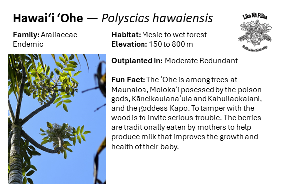 Hawaiʻi ʻOhe — Polyscias hawaiensis Family: Araliaceae Endemic Habitat: Mesic to wet forest Elevation: 150 to 800 m Outplanted in: Moderate Redundant Fun Fact: The ʻOhe is among trees at Maunaloa, Molokaʻi posessed by the poison gods, Kāneikaulanaʻula and Kahuilaokalani, and the goddess Kapo. To tamper with the wood is to invite serious trouble. The berries are traditionally eaten by mothers to help produce milk that improves the growth and health of their baby.