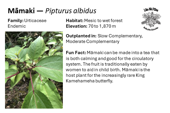 Māmaki — Pipturus albidus Family: Urticaceae Endemic Habitat: Mesic to wet forest Elevation: 70 to 1,870 m Outplanted in: Slow Complementary, Moderate Complementary Fun Fact: Māmaki can be made into a tea that is both calming and good for the circulatory system. The fruit is traditionally eaten by women to aid in child birth. Māmaki is the host plant for the increasingly rare King Kamehameha butterfly.