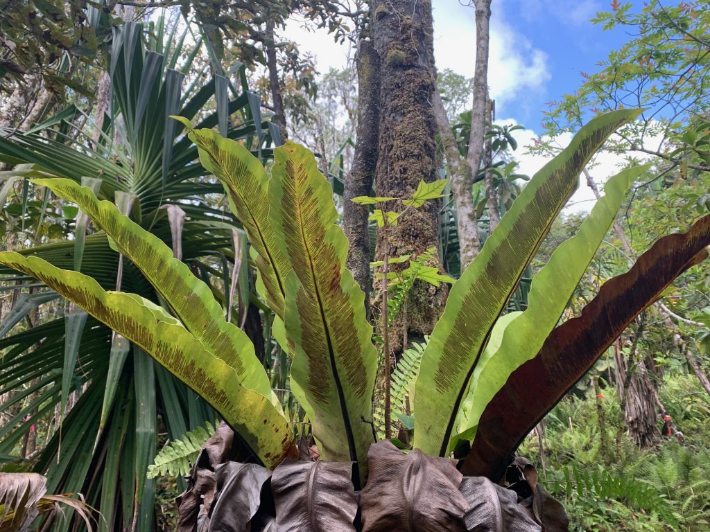 ʻEkaha fern with kukui seedling growing inside of it