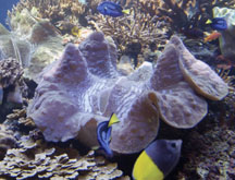 giant clam