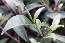 tea plant