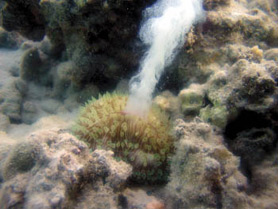 Spawning coral