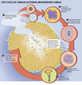 Coral lifecycle chart