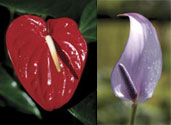 tropic fire and lavendar anthuriums