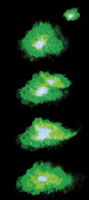 galaxies merging
