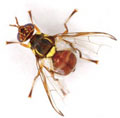 oriental fly