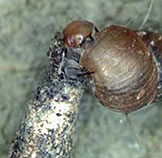 close-up of killer caterpillar
