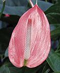 scented anthurium