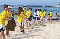 A university-community effort strips alien gorilla ogo from Waikiki