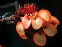closeup of a healthy coral tree