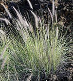 fountain grass