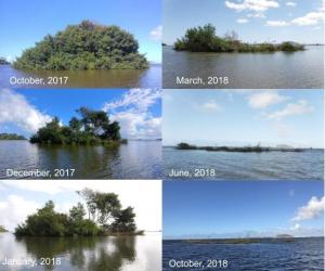 Time-lapse photos of invasive mangrove island.