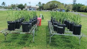 Study includes analyzing growing sugarcane seedlings in pots. 