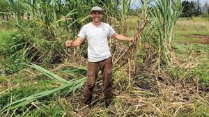 UH Hilo faculty harvest seed cane for field trial.  