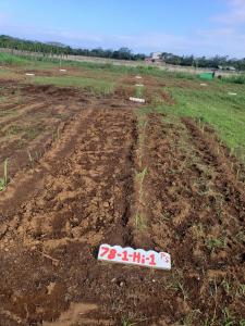 Cane seedlings emerge in trial plots.