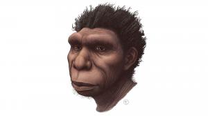 Artist rendering of Homo bodoensis (Credit: Ettore Mazza)