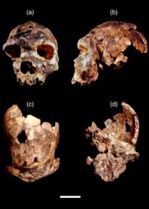 Homo bodoensis actual fossil (Photo credit: Jeffrey H. Schwartz)