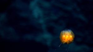 Dandelion siphonophore. Credit: Credit: NOAA Office of Ocean Exploration and Research.