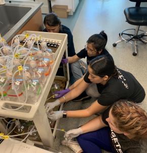 Lab team setting up to process samples at C-MORE. Credit: Jessica Bullington.