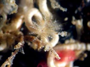 An adult tubeworm, in its tube, with its plume of tentacles extended. Credit: Freckelton et al. 2022