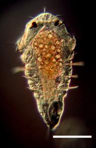 Larva of Hydroides elegans 6 days after fertilization. Credit: Freckleton, et al. 2022.