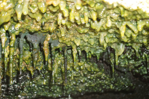 Thick microbial mats in steam vents on Hawaiʻi Island. (Photo credit: Jimmy Saw)