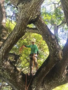 Courtesy:  Will Loomis/An Arborist Certification Preparation course is available.