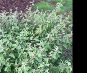 Native Hawaiian plant Waltheria indica