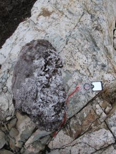 Black moss sample (Photo credit: David Beilman)
