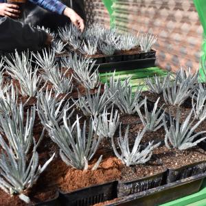 More than 100 seedlings first sprouted in February 2022 and are now 3-7 inches tall.