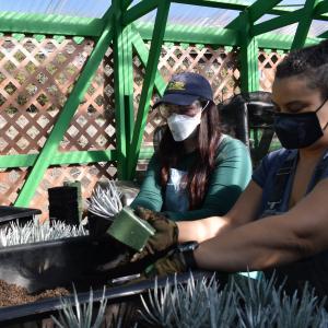 CMS staff care for silverswords inside a greenhouse on Maunakea.