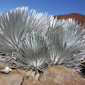 In 1986, silverswords were declared an endangered species at high risk of extinction. 