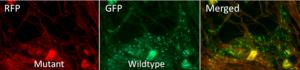 The lack of Bcc attachment protein prevents bacterial colonization in the fruit fly crop model.