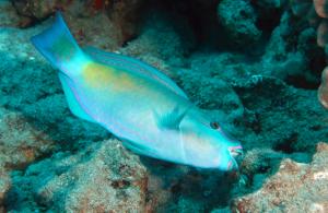 Mānoa : une nouvelle campagne met en lumière les poissons herbivores essentiels à la santé des récifs coralliens