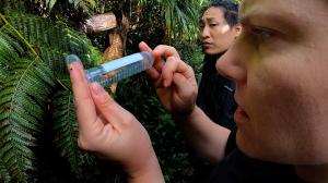 Alex Samori and Kelli Konicek collect flies in Mānoa.
