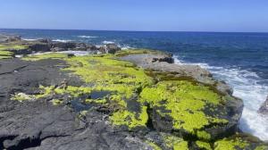 Limu pālahalaha, ecologically and culturally valued native limu in Kona. (Photo credit: Leah Bremer) Limu pālahalaha, ecologically and culturally valued native limu in Kona. (Photo credit: Leah Bremer)