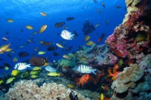 A healthy coral reef environment seen in the Northwestern Hawaiian Islands.
