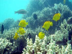 Yellow tangs frolicking among corals. Courtesy D. Meadows, NOAA