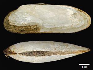 Vesicomyid clam from the Shinkai Seep Field